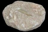 Fossil Plesiosaur (Zarafasaura) Tooth In Sandstone - Morocco #70314-2